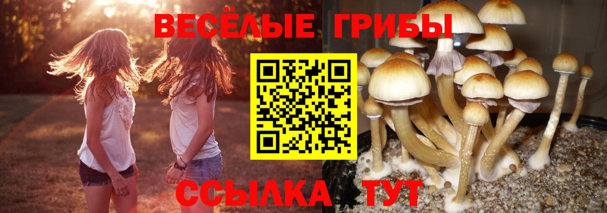 Михайловка  Галлюциногенные грибы ЛСД  Вход с VPN 
